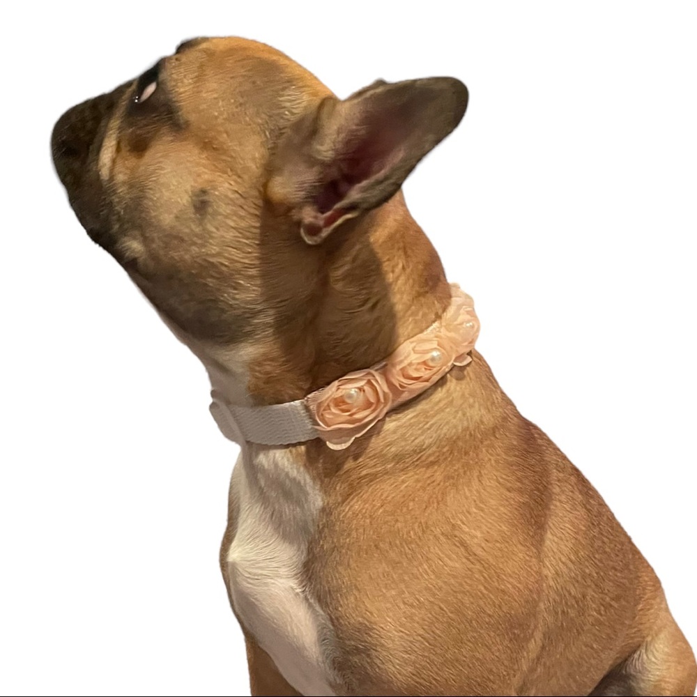 Spring Fling Collar - Picture 4 of 6